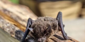 young-girl-bitten-by-rabid-bat-in-wisconsin