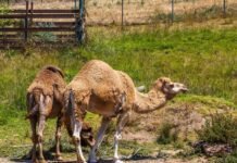 Farm Owner Crushed to Death by Camel in Freak Accident farm-owner-crushed-to-death-by-camel-in-freak-accident
