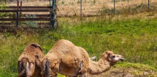 farm-owner-crushed-to-death-by-camel-in-freak-accident