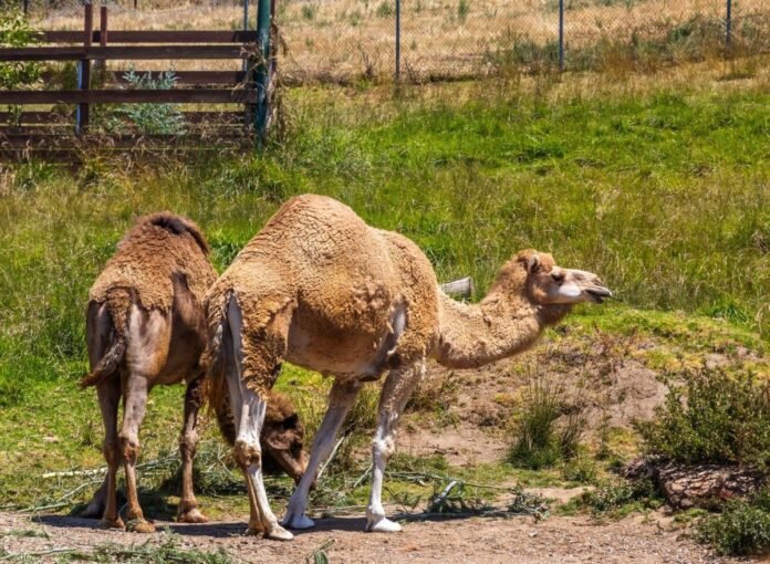 farm-owner-crushed-to-death-by-camel-in-freak-accident