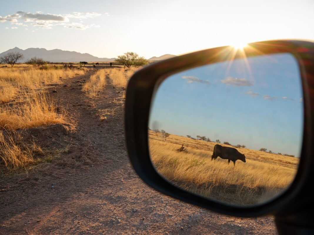the-first-major-overhaul-of-public-lands-grazing-regulations-in-a-generation-looks-to-cut-out-public-involvement