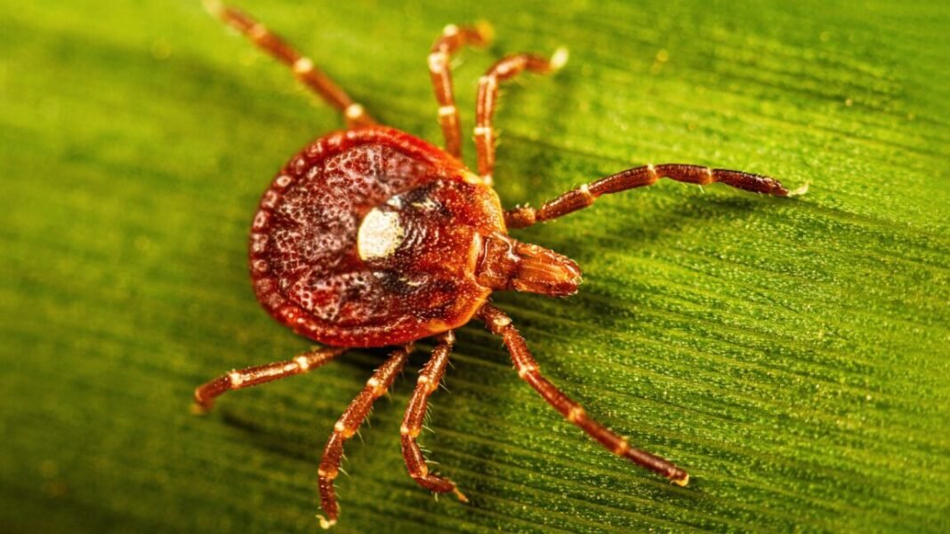surprisingly-large-number-of-people-may-have-marker-for-tick-linked-meat-allergy