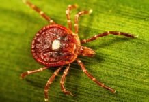 surprisingly-large-number-of-people-may-have-marker-for-tick-linked-meat-allergy