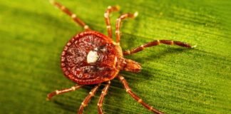 surprisingly-large-number-of-people-may-have-marker-for-tick-linked-meat-allergy