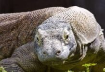Flores Hobbits’ eating habits offer clues about their evolutionary past flores-hobbits’-eating-habits-offer-clues-about-their-evolutionary-past