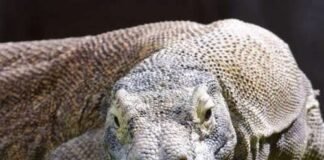 flores-hobbits’-eating-habits-offer-clues-about-their-evolutionary-past