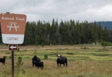 overhaul-of-public-lands-grazing-regulations-seeks-to-cut-public-involvement