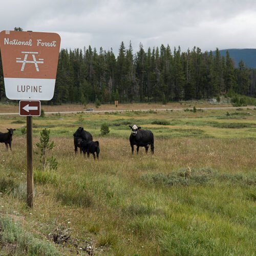 overhaul-of-public-lands-grazing-regulations-seeks-to-cut-public-involvement overhaul-of-public-lands-grazing-regulations-seeks-to-cut-public-involvement