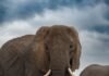 Killer Elephant Stalks Same Family for 14 Years, Leaves 4 Dead killer-elephant-stalks-same-family-for-14-years,-leaves-4-dead