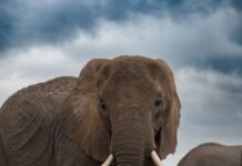 killer-elephant-stalks-same-family-for-14-years,-leaves-4-dead