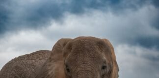 killer-elephant-stalks-same-family-for-14-years,-leaves-4-dead