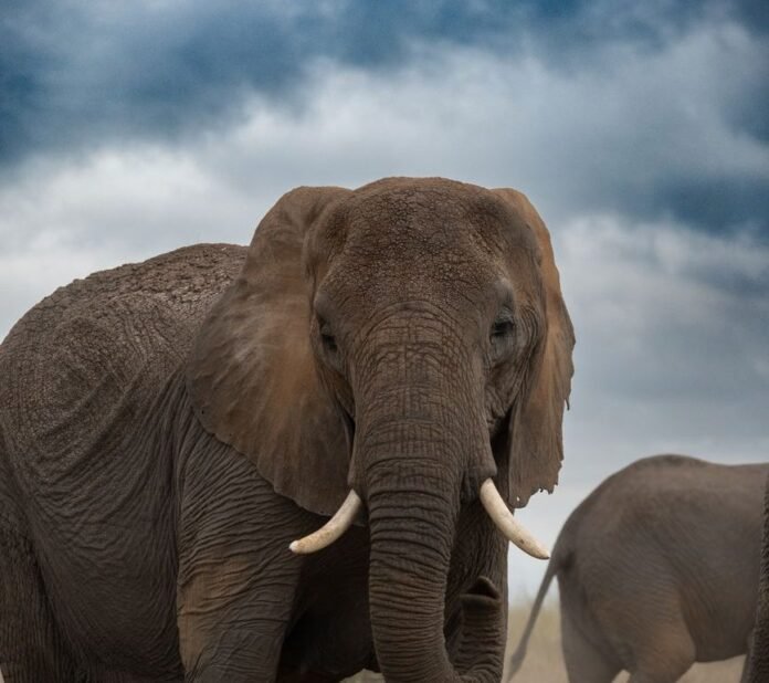 killer-elephant-stalks-same-family-for-14-years,-leaves-4-dead killer-elephant-stalks-same-family-for-14-years,-leaves-4-dead