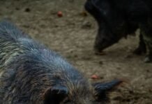 wild-boar-sending-multiple-people-to-hospital-after-charging-factory-workers-and-cyclist