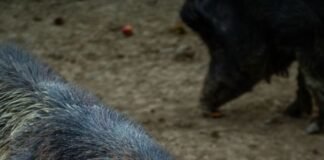 wild-boar-sending-multiple-people-to-hospital-after-charging-factory-workers-and-cyclist