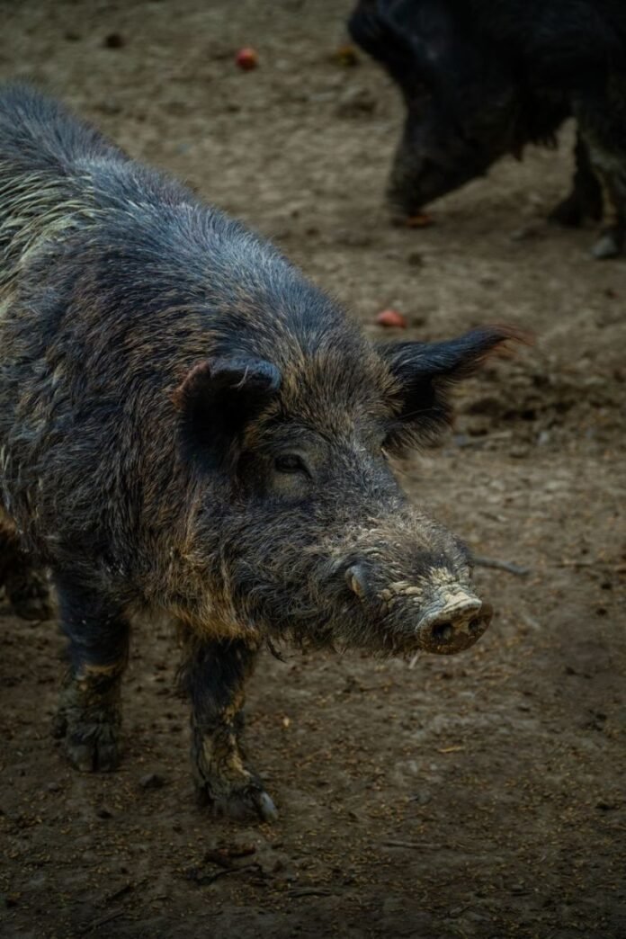 wild-boar-sending-multiple-people-to-hospital-after-charging-factory-workers-and-cyclist