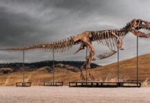 sotheby’s-big-t.-rex-auction-raises-concerns-hype-and-wealth-are-upending-science