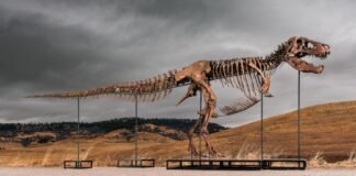 sotheby’s-big-t.-rex-auction-raises-concerns-hype-and-wealth-are-upending-science