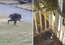 mutant-creature-named-‘jimothy’-stalking-seattle town