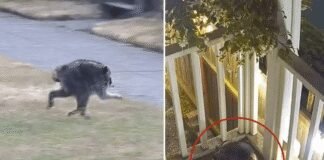 mutant-creature-named-‘jimothy’-stalking-seattle town