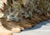 Hegseth wants a “High-T” military; doctors call it a clinical minefield hegseth-wants-a-“high-t”-military;-doctors-call-it-a-clinical-minefield