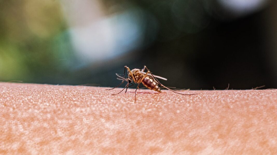 as-mosquito-ranges-expand,-better-monitoring-is-key-to-preventing-disease as-mosquito-ranges-expand,-better-monitoring-is-key-to-preventing-disease