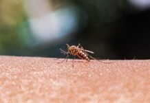 As mosquito ranges expand, better monitoring is key to preventing disease as-mosquito-ranges-expand,-better-monitoring-is-key-to-preventing-disease