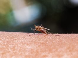 As mosquito ranges expand, better monitoring is key to preventing disease as-mosquito-ranges-expand,-better-monitoring-is-key-to-preventing-disease