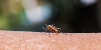 As mosquito ranges expand, better monitoring is key to preventing disease as-mosquito-ranges-expand,-better-monitoring-is-key-to-preventing-disease