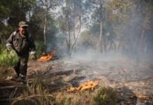 6-killed-as-forest-fires-sweep-parts-of-algeria