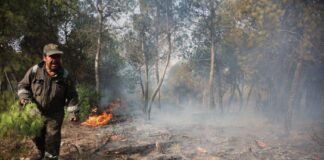 6-killed-as-forest-fires-sweep-parts-of-algeria