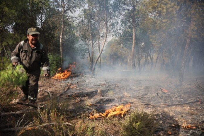 6-killed-as-forest-fires-sweep-parts-of-algeria