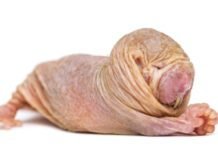 Naked mole-rat queens use a chemical signal to suppress fertility in rivals naked-mole-rat-queens-use-a-chemical-signal-to-suppress-fertility-in-rivals