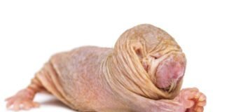 naked-mole-rat-queens-use-a-chemical-signal-to-suppress-fertility-in-rivals