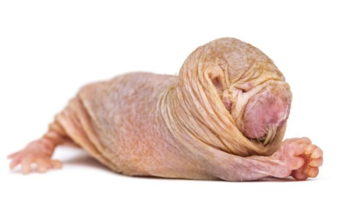 naked-mole-rat-queens-use-a-chemical-signal-to-suppress-fertility-in-rivals