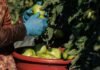 how-the-government’s-obligation-to-keep-foreign-workers-safe-collided-with-its-efforts-to-keep-farms-afloat