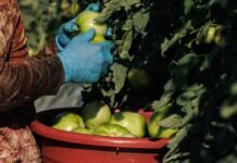 how-the-government’s-obligation-to-keep-foreign-workers-safe-collided-with-its-efforts-to-keep-farms-afloat