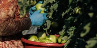 how-the-government’s-obligation-to-keep-foreign-workers-safe-collided-with-its-efforts-to-keep-farms-afloat