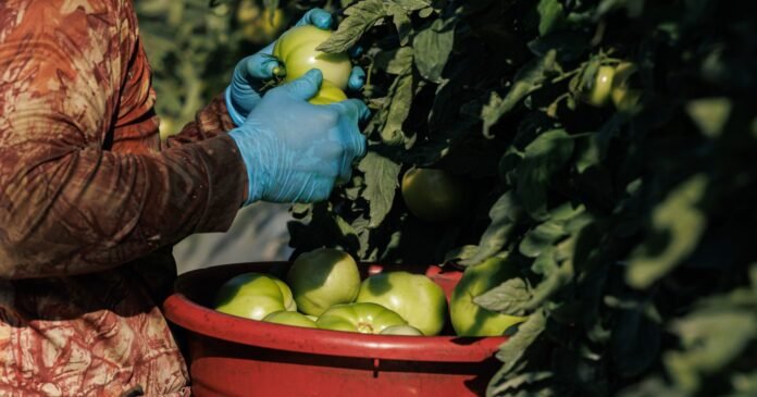 how-the-government’s-obligation-to-keep-foreign-workers-safe-collided-with-its-efforts-to-keep-farms-afloat how-the-government’s-obligation-to-keep-foreign-workers-safe-collided-with-its-efforts-to-keep-farms-afloat