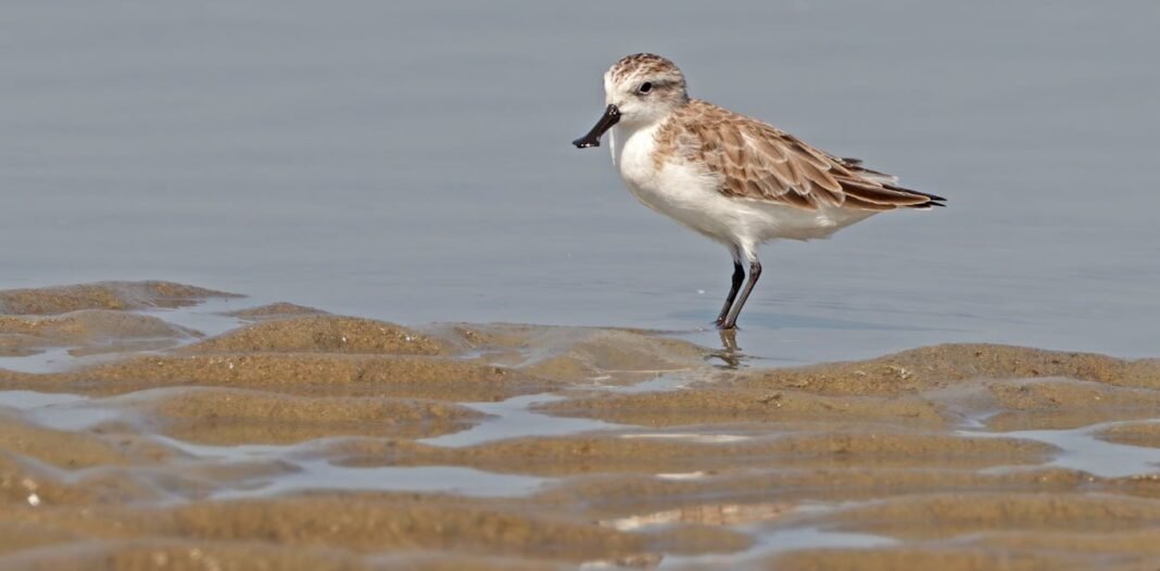 more-than-half-of-earth’s-migratory-bird-species-are-declining-–-here’s-how-we-can-still-save-them