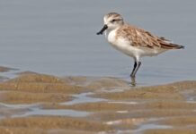 more-than-half-of-earth’s-migratory-bird-species-are-declining-–-here’s-how-we-can-still-save-them