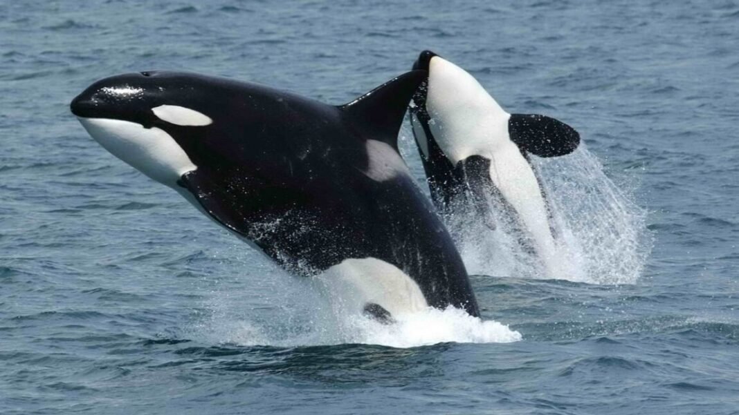 orcas-team-up-to-ram-sunfish-until-they-explode