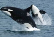 orcas-team-up-to-ram-sunfish-until-they-explode