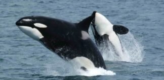 orcas-team-up-to-ram-sunfish-until-they-explode