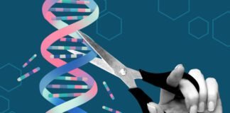 Team uses AlphaFold AI to redesign gene-editing proteins to make them safer team-uses-alphafold-ai-to-redesign-gene-editing-proteins-to-make-them-safer
