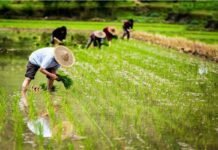 US public investments in ag research declined as China’s boomed us-public-investments-in-ag-research-declined-as-china’s-boomed