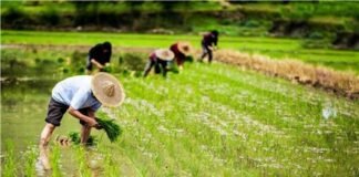 us-public-investments-in-ag-research-declined-as-china’s-boomed