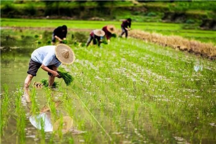 us-public-investments-in-ag-research-declined-as-china’s-boomed