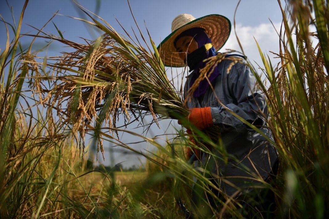 upstream-nuclear,-downstream-rice:-ecological-mad-on-the-mekong upstream-nuclear,-downstream-rice:-ecological-mad-on-the-mekong