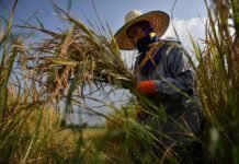 upstream-nuclear,-downstream-rice:-ecological-mad-on-the-mekong