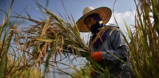upstream-nuclear,-downstream-rice:-ecological-mad-on-the-mekong